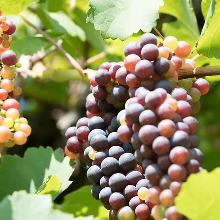 Schilcherlandleben - Weingartenhaus Alpehytte *