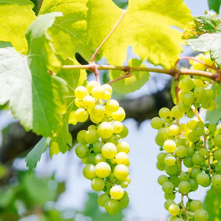 Schilcherlandleben - Weingartenhaus Alpehytte *