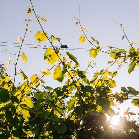 Alpehytte Schilcherlandleben - Weingartenhaus *