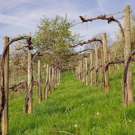 Alpehytte Schilcherlandleben - Weingartenhaus *