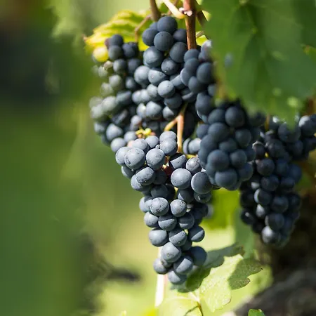 Schilcherlandleben - Weingartenhaus * Sankt Stefan ob Stainz
