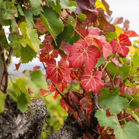 Schilcherlandleben - Weingartenhaus Sankt Stefan ob Stainz