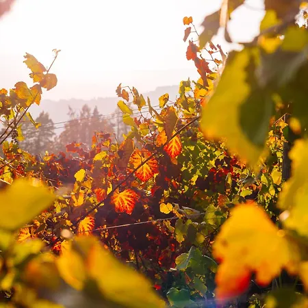 Chalet Schilcherlandleben - Weingartenhaus
