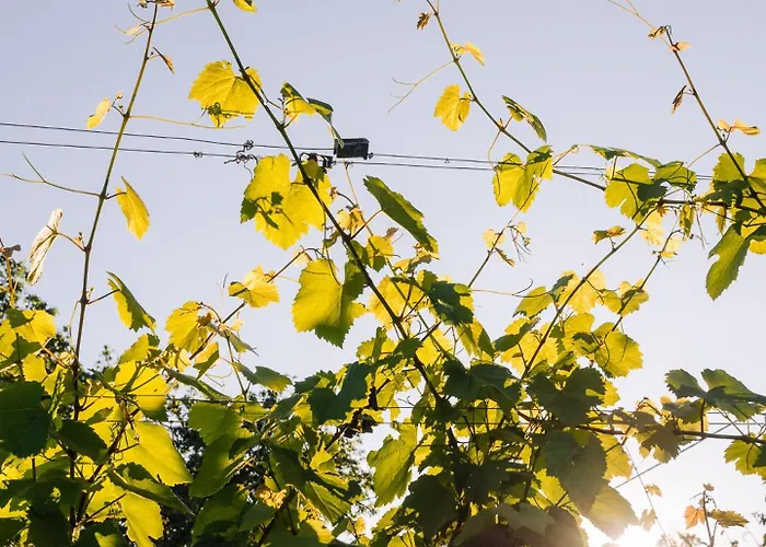 Chalet Schilcherlandleben - Weingartenhaus *