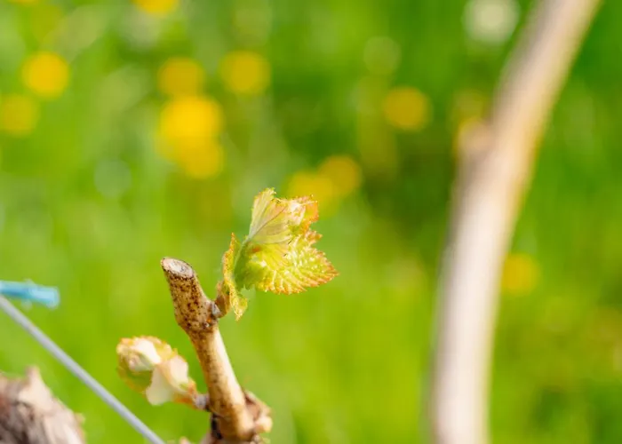Schilcherlandleben - Weingartenhaus Chalet *