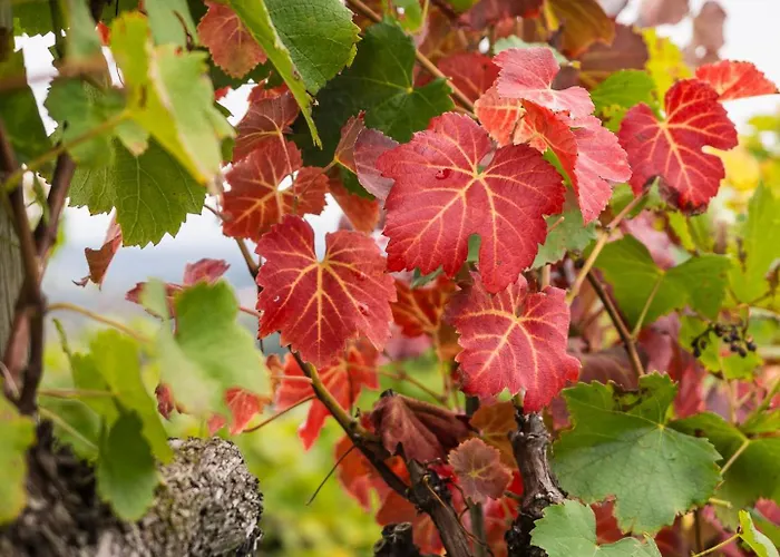 Schilcherlandleben - Weingartenhaus Sankt Stefan ob Stainz